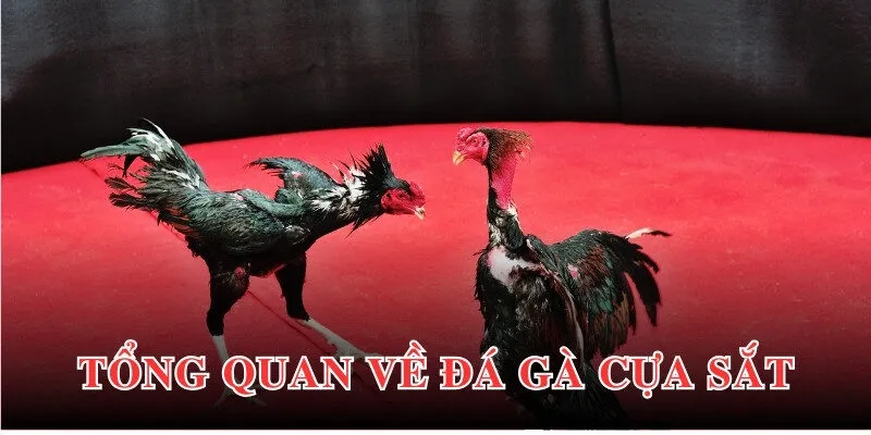 Thông tin tổng quan về loại hình đá gà cựa sắt đến cho thành viên