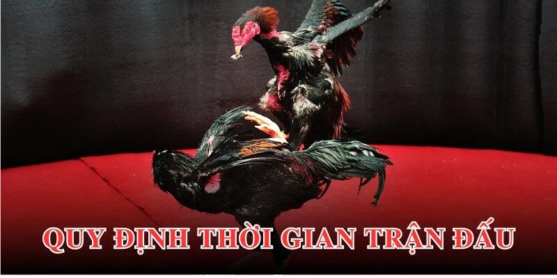 Một số quy định chính trong một trận đấu đá gà bạn nên biết