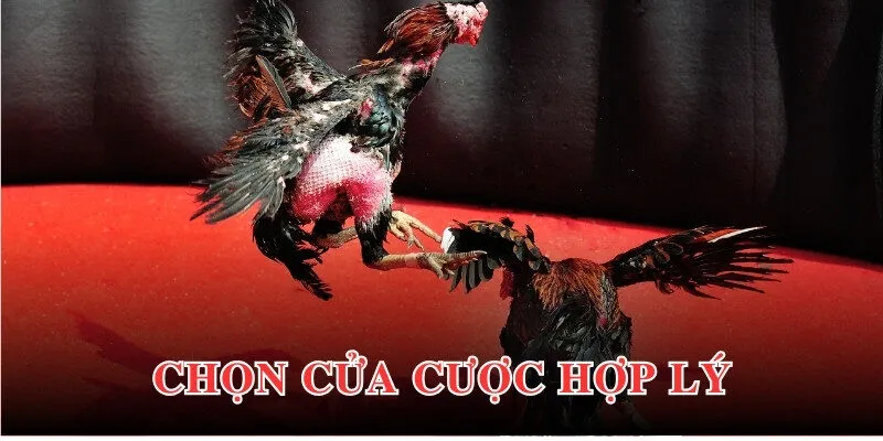 Kinh nghiệm tham gia cá cược đá gà hiệu quả từ chuyên gia 69VN