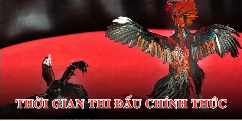 Những tình huống xác định thắng thua trong trận đấu gà tre đến thành viên