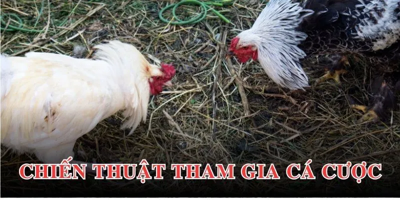 Chiến thuật cá cược đá gà tre thắng lớn đến từ chuyên gia lâu năm