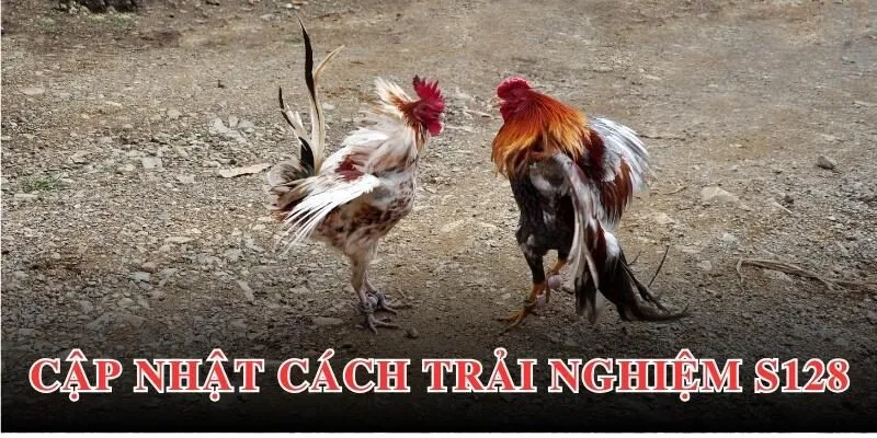 Cá cược đá gà S128 tại 69VN có cách tham gia như thế nào?