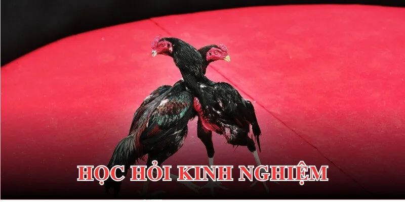 Chiến lược tham gia cá cược đá gà hiệu quả đến từ chuyên gia lâu năm