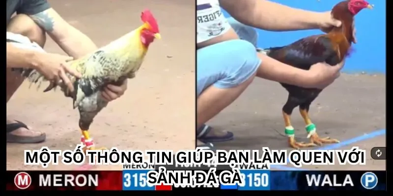 WS168 là sảnh giải trí nổi bật nhất chuyên mục đá gà